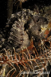 Sea Horse inside crinoids by Francesco Pacienza 